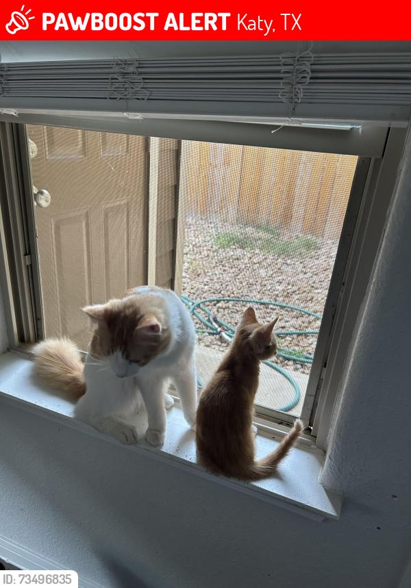 Lost Male Cat last seen Fry, Katy, TX 77449