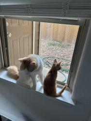 Lost Male Cat last seen Fry, Katy, TX 77449