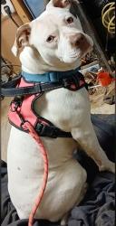 Lost Female Dog last seen Bullpen 225, Murray County, GA 30705