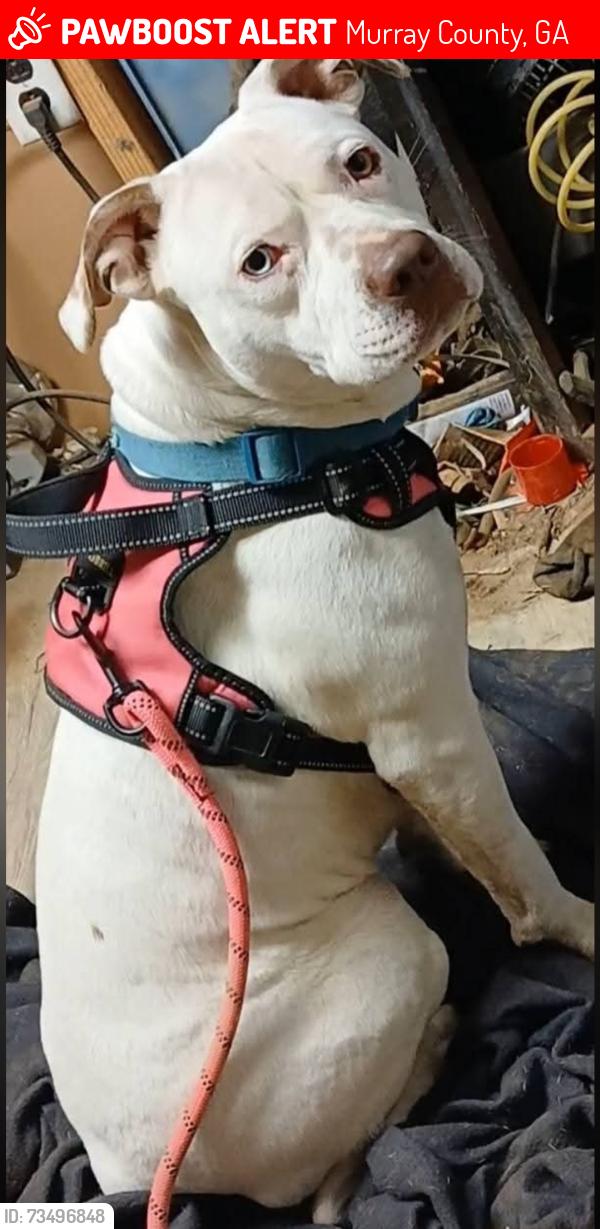 Lost Female Dog last seen Bullpen 225, Murray County, GA 30705