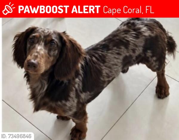 Lost Male Dog last seen Kamal neighborhood NW. 18th St., Cape Coral, FL, Cape Coral, FL 33993