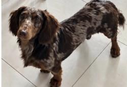 Lost Male Dog last seen Kamal neighborhood NW. 18th St., Cape Coral, FL, Cape Coral, FL 33993