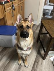 Reunited Male Dog last seen Water street, Chillicothe, OH 45601