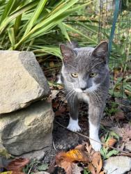 Found/Stray Male Cat last seen Rt 91 (SOM Center)/Rt 6 (Chardon Rd), Willoughby Hills, OH 44092