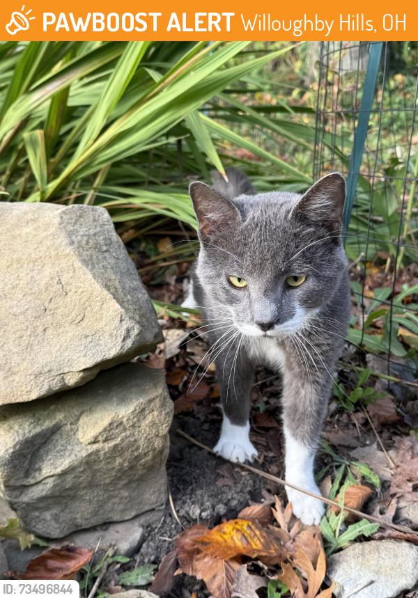 Found/Stray Male Cat last seen Rt 91 (SOM Center)/Rt 6 (Chardon Rd), Willoughby Hills, OH 44092