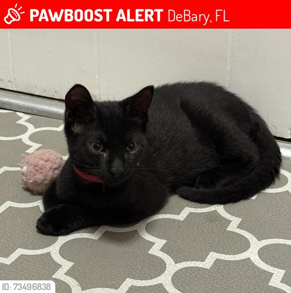 Lost Male Cat last seen Lake Dr, Shell, DeBary, FL 32713