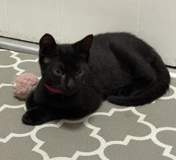 Lost Male Cat last seen Lake Dr, Shell, DeBary, FL 32713