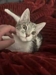 Reunited Unknown Cat last seen Near corners intersection, Falls Church, VA 22046