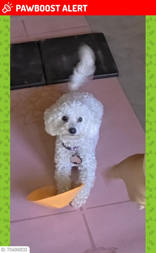 Lost Female Dog last seen Naamans RD, New Castle County, DE 19810