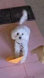 Lost Female Dog last seen Naamans RD, New Castle County, DE 19810