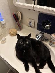 Lost Female Cat last seen Capitol Blvd, Tumwater, WA 98501