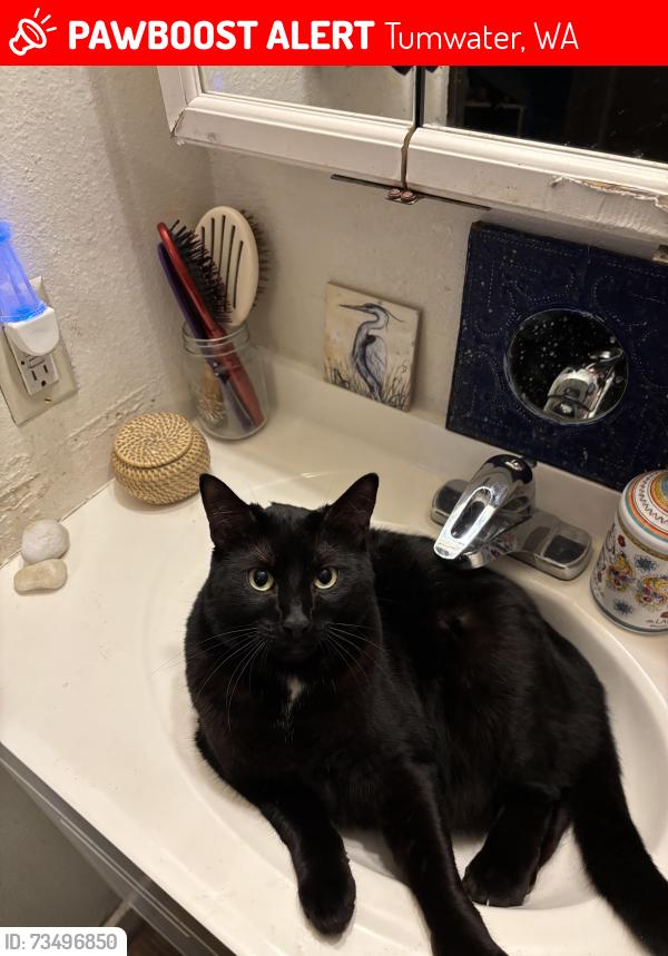 Lost Female Cat last seen Capitol Blvd, Tumwater, WA 98501
