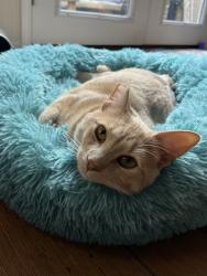 Reunited Female Cat last seen Reinhardt Rd and Gregory St, Oakland, CA 94619