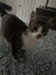 Lost Female Cat last seen Fry, Katy, TX 77449