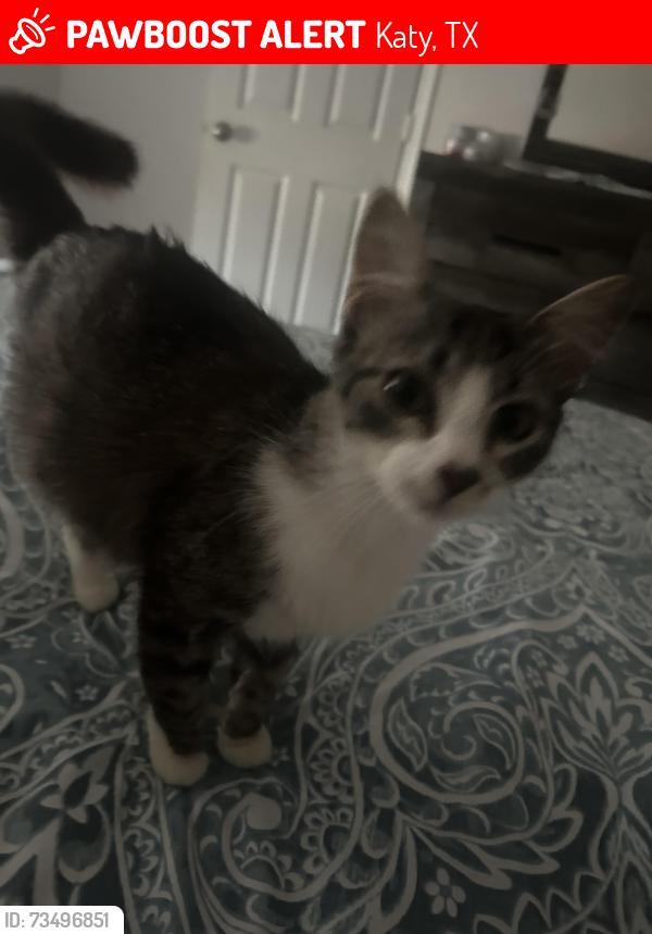 Lost Female Cat last seen Fry, Katy, TX 77449