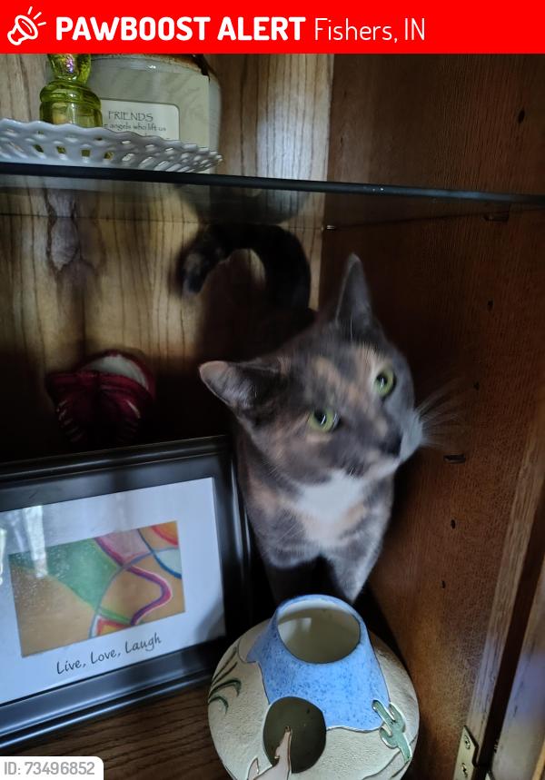 Lost Female Cat last seen Near n lantern, Fishers, IN 46038