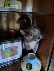 Lost Female Cat last seen Near n lantern, Fishers, IN 46038