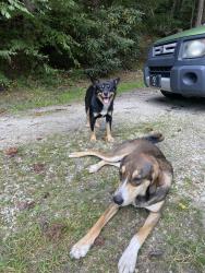 Lost Female Dog last seen Hanging rock Road Spruce Pine, NC 28777, Avery County, NC 28657