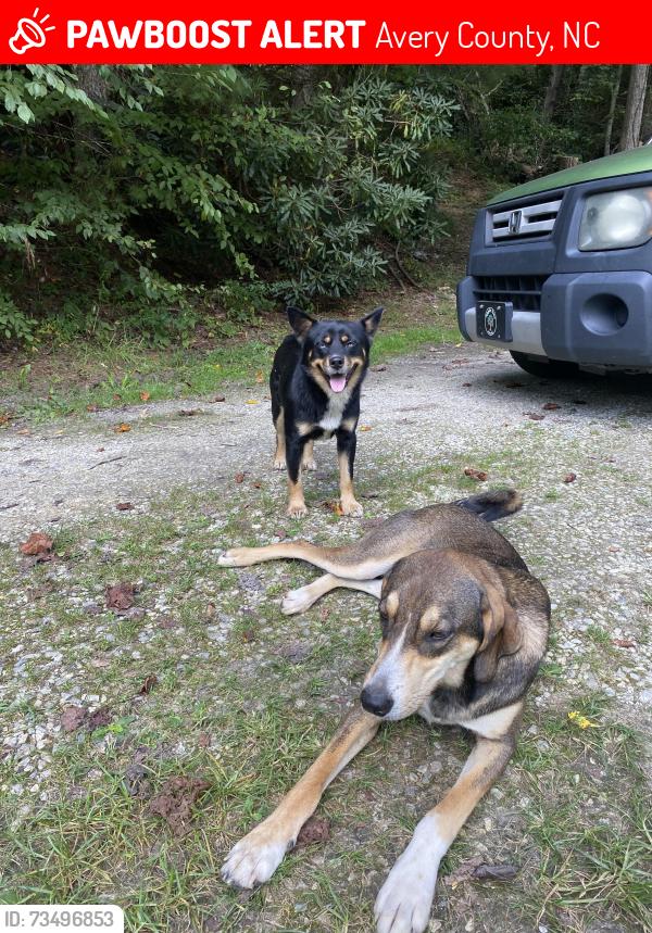 Lost Female Dog last seen Hanging rock Road Spruce Pine, NC 28777, Avery County, NC 28657