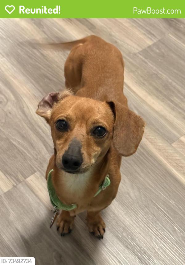 Reunited Male Dog last seen Legacy west end, Washington, DC 20037
