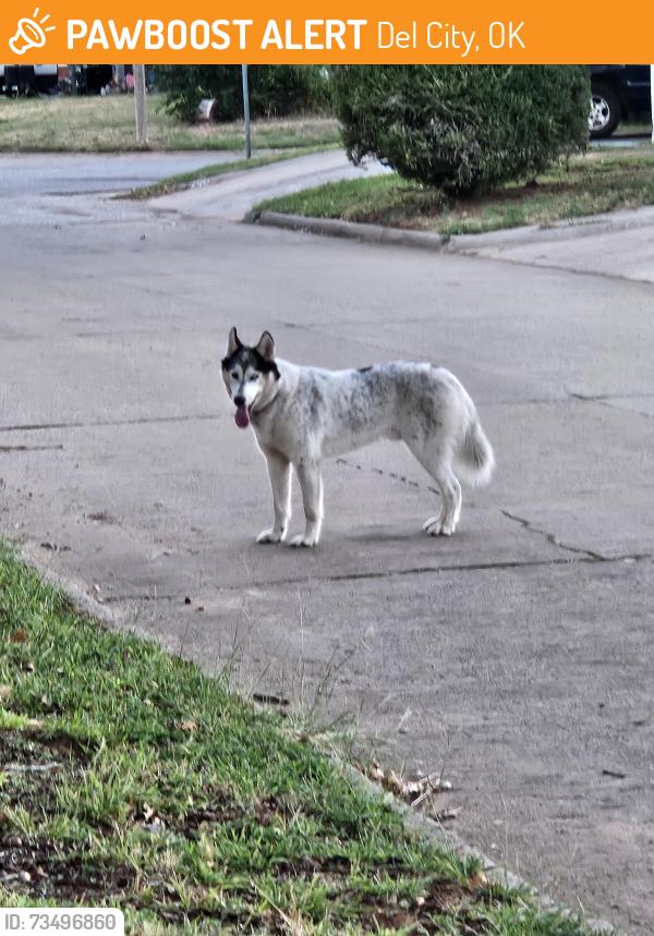 Found/Stray Unknown Dog last seen Del Road and eagle, Del City, OK 73115