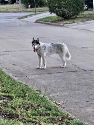 Found/Stray Unknown Dog last seen Del Road and eagle, Del City, OK 73115