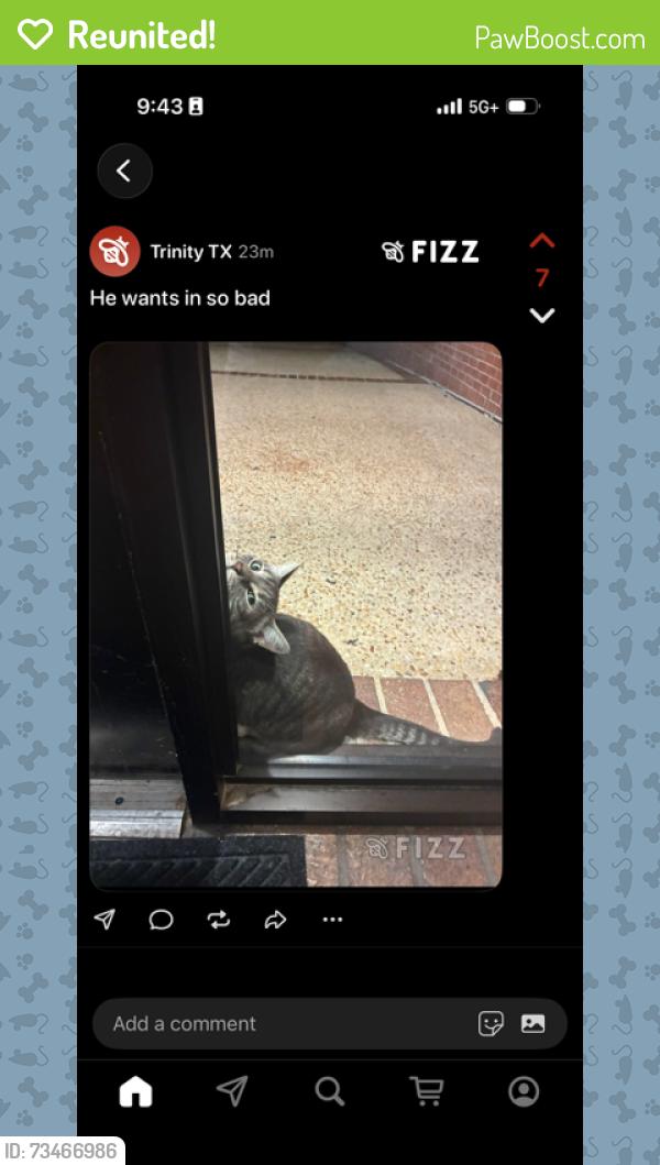Reunited Male Cat last seen Trinity campus dorm, San Antonio, TX 78212
