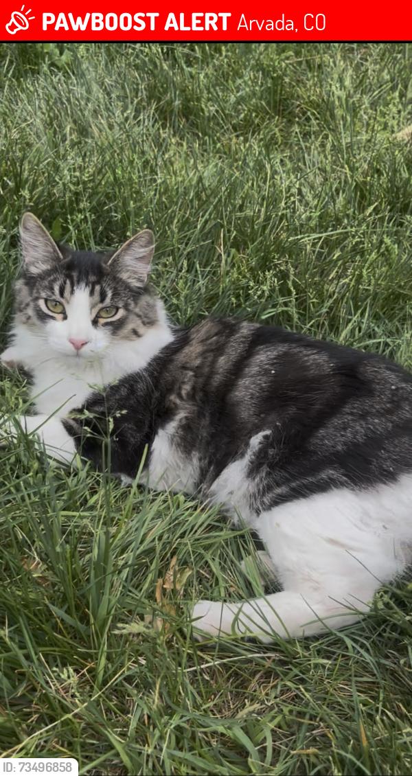 Lost Male Cat last seen 54th/Carr, Arvada, CO 80002