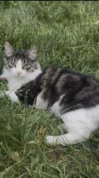 Lost Male Cat last seen 54th/Carr, Arvada, CO 80002