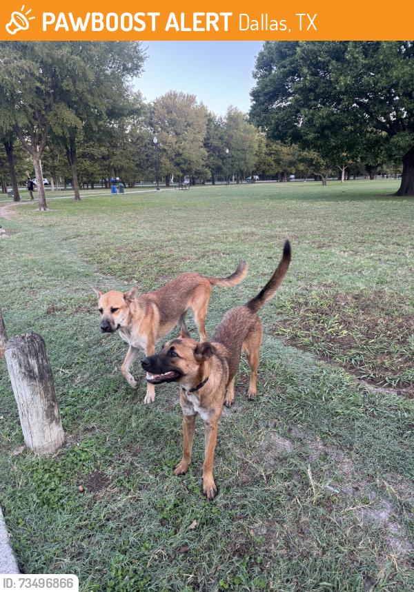 Found/Stray Unknown Dog last seen Gateway park on jim miller, Dallas, TX 75201