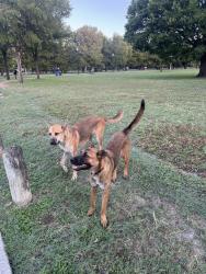 Found/Stray Unknown Dog last seen Gateway park on jim miller, Dallas, TX 75201