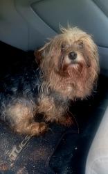 Found/Stray Unknown Dog last seen Sam Wilson Rd and i85, Charlotte, NC 28214