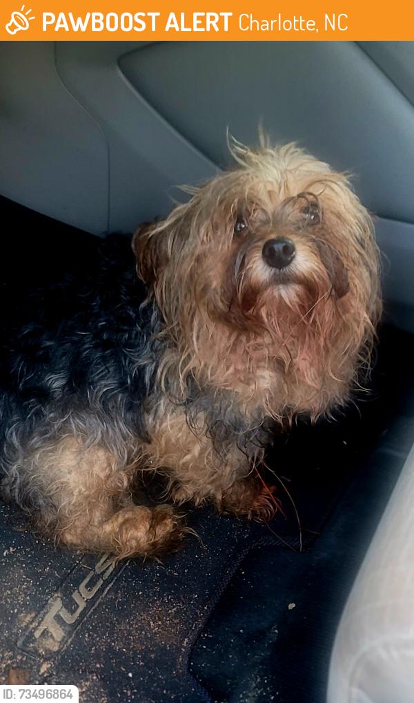 Found/Stray Unknown Dog last seen Sam Wilson Rd and i85, Charlotte, NC 28214