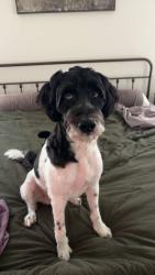 Reunited Male Dog last seen Preservation Blvd right after turning off of Berryhill Rd. At the woodline on the left., Santa Rosa County, FL 32570