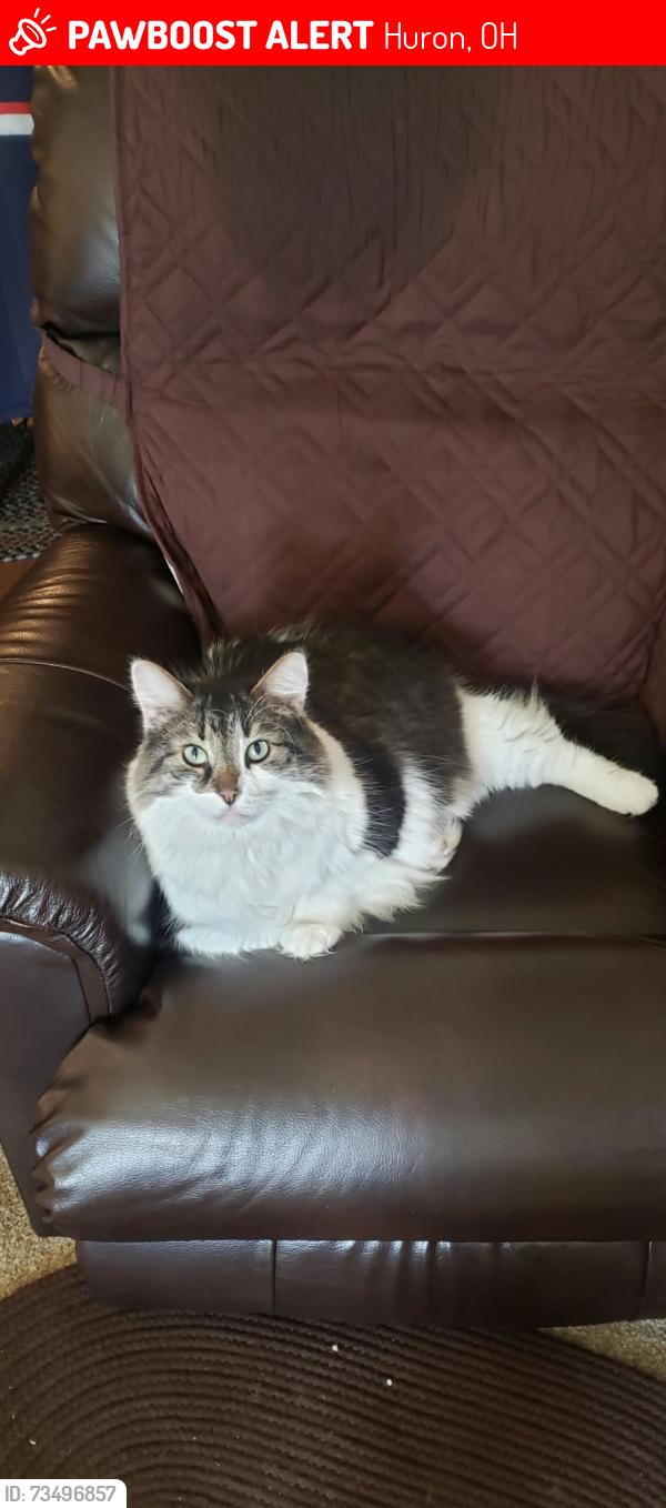 Lost Male Cat last seen Alpine Drive, Huron, OH 44839