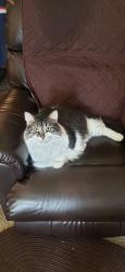 Lost Male Cat last seen Alpine Drive, Huron, OH 44839
