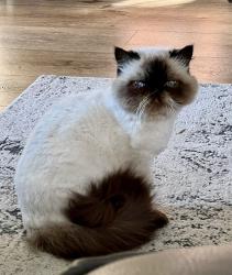 Lost Female Cat last seen Crowne Hill Rd, Temecula, CA 92592