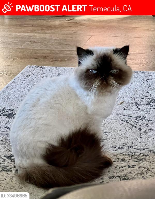 Lost Female Cat last seen Crowne Hill Rd, Temecula, CA 92592