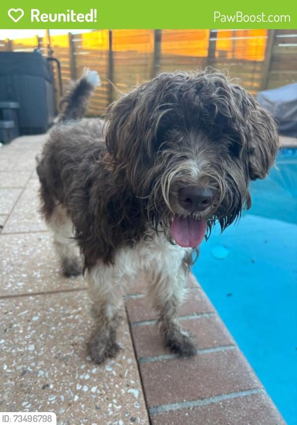 Reunited Female Dog last seen 12th street, Fort Lauderdale, FL 33304