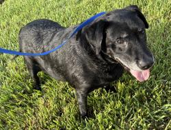 Found/Stray Unknown Dog last seen Port St. Lucie, Port St. Lucie, FL 34986