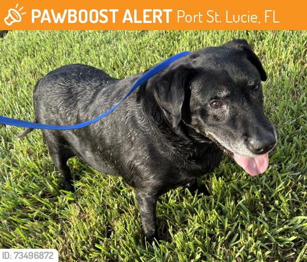 Found/Stray Unknown Dog last seen Port St. Lucie, Port St. Lucie, FL 34986