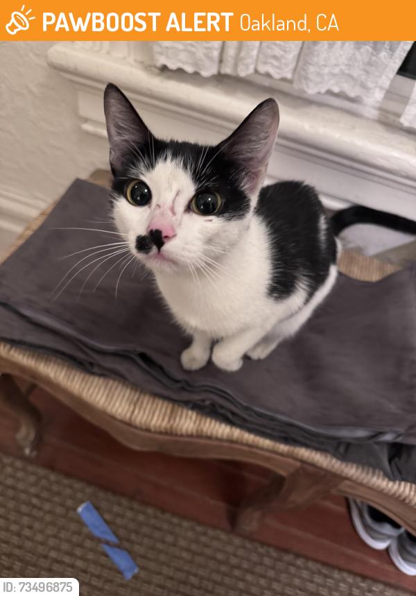 Found/Stray Unknown Cat last seen 9th street, Oakland, CA 94607
