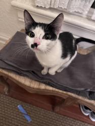 Found/Stray Unknown Cat last seen 9th street, Oakland, CA 94607