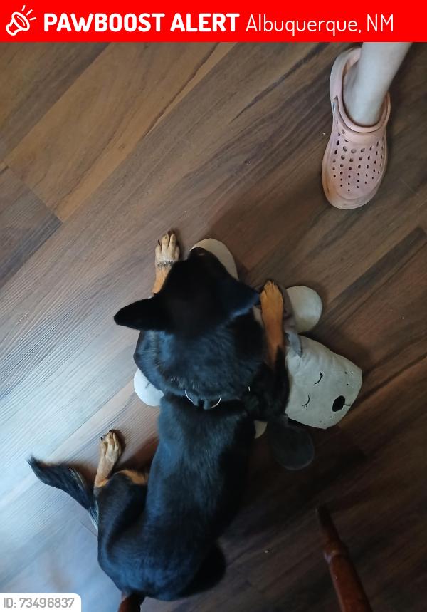 Lost Female Dog last seen Florida and Constitution, Albuquerque, NM 87110