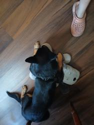 Lost Female Dog last seen Florida and Constitution, Albuquerque, NM 87110