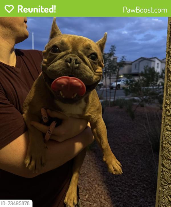 Reunited Male Dog last seen Sunset and Grand Cadence, Henderson, NV 89011