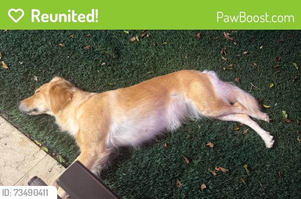 Reunited Female Dog last seen Federal hway, Pompano Beach, FL 33064
