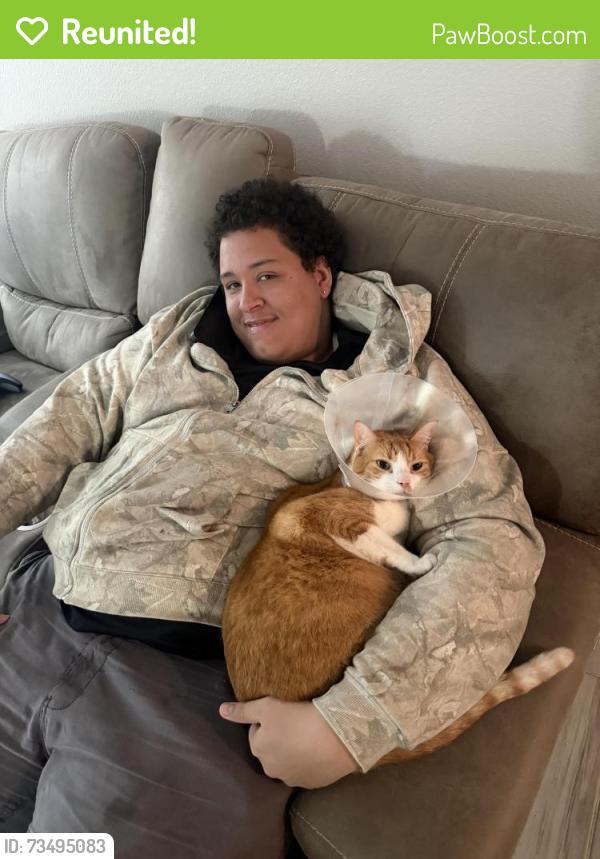 Reunited Male Cat last seen Near Oleander Ridge Way, Cypress, TX 77433, USA, Cypress, TX 77433
