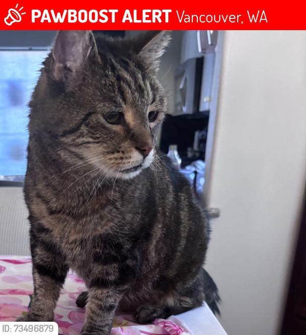 Lost Female Cat last seen Chinook grade school, Vancouver, WA 98685