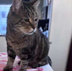 Lost Female Cat last seen Chinook grade school, Vancouver, WA 98685
